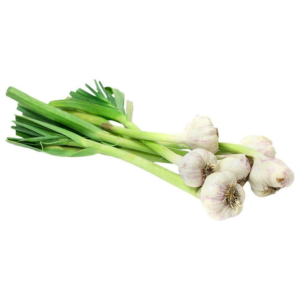 Green Garlic image - Agro trade for import & export [Mahdy Fresh - since 2000]